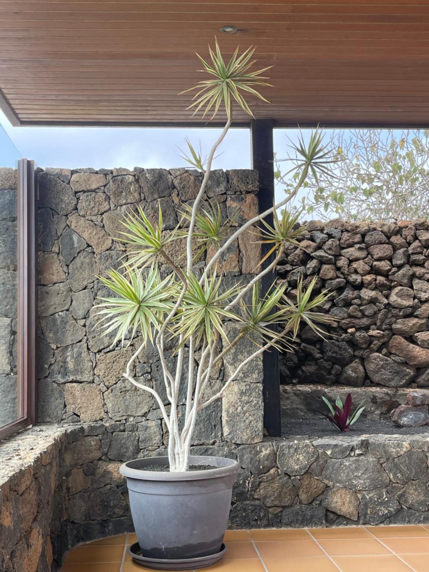 Villa Timanfaya Tinajo Εξωτερικό φωτογραφία